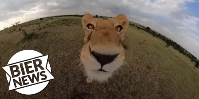 Selfie-Video - Löwin stiehlt GoPro und filmt sich selbst