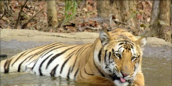 Tiger in Indien Tiger in Indien