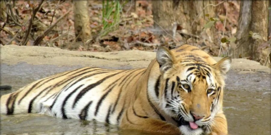 Tiger in Indien