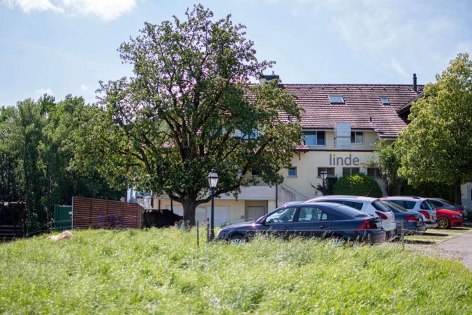 Kühe vor dem Restaurant Linde in Büttikon.