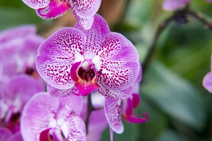 Orchideen brauchen ein spezielles Substrat. Orchideenblüte