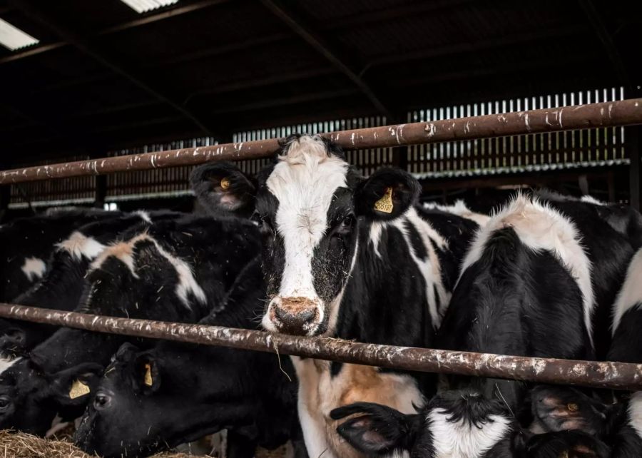 Früher Metzger jetzt vegan