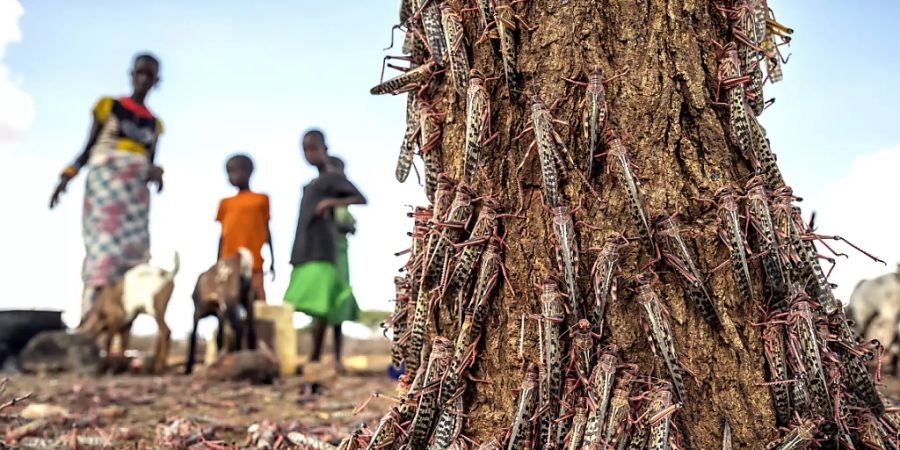 In Ostafrika gibt es Erfolge gegen die Heuschreckenplage: Hunderte der Tiere an einem Baumstamm Ende März  in Kenia.