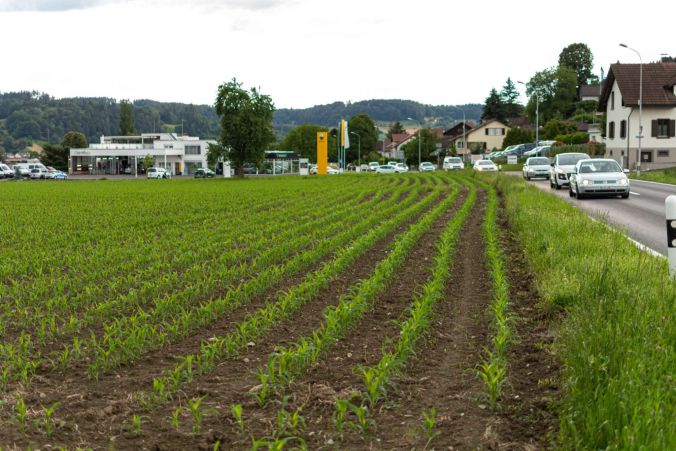 Junger Mais neben der Hauptstrasse in Oberkulm.