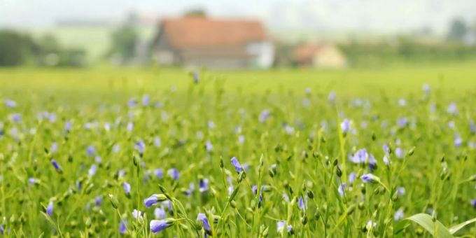 Eine Blumenwiese in der Nähe von Gossau SG. Gossau