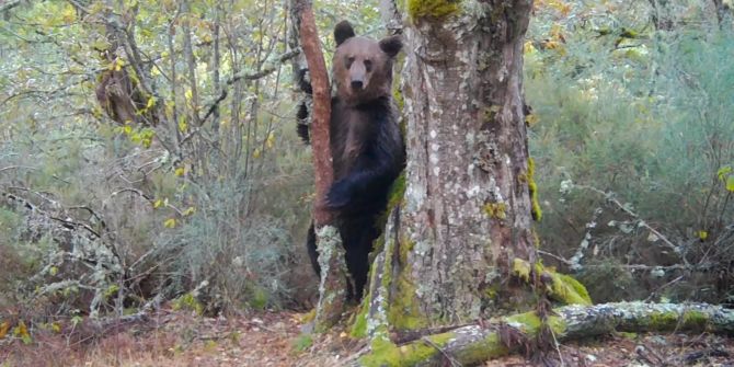 braunbär spanien