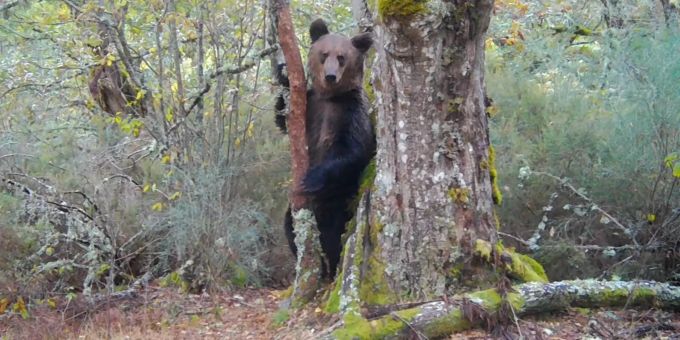 Das Videostandbild aus einem von der spanischen Produktionsfirma Zeitun Films zur Verfügung gestellten Video zeigt ein Braunbär in einem nordspanischen Naturpark. Foto: Zeitun Films/dpa braunbär spanien