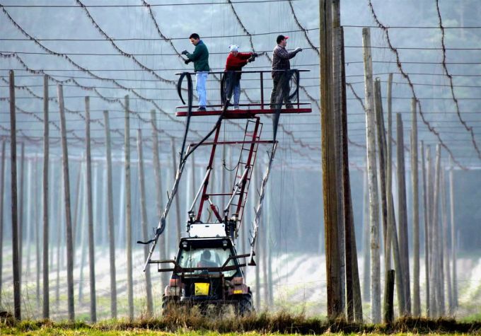 Hopfenbauern hängen Drähte, damit sich die Hopfenpflanzen daran emporranken können. hopfenpflanzen
