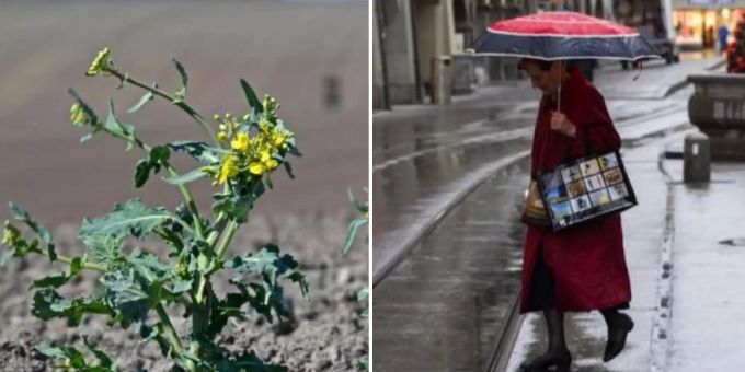 Nach Dürre - Am Dienstag kommen Regen und Temperatursturz