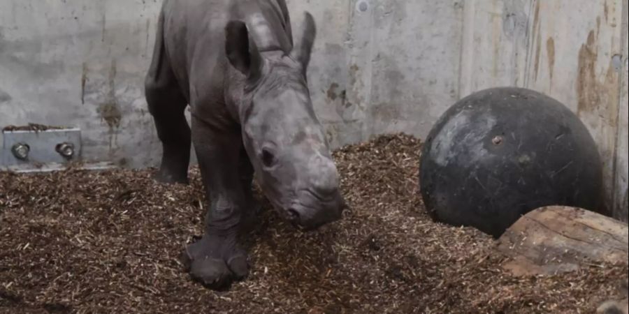 Zoo Zürich Breitmaulnashorn