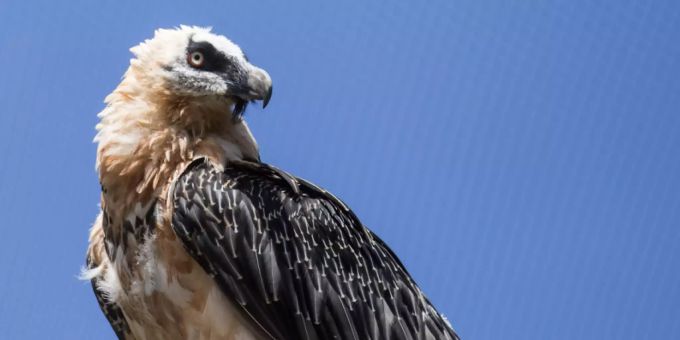 Ein Bartgeier 2018 im Tierpark Goldau. (Archivbild) Bartgeier