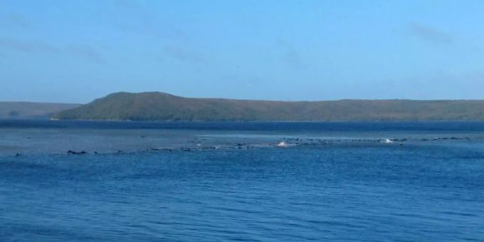 Vermutlich stecken die Wale auf einer Sandbank fest. wale tasmanien