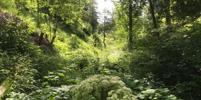 Gemeinde - Fallätsche: Lebensraum für Orchideen und Schlingnattern