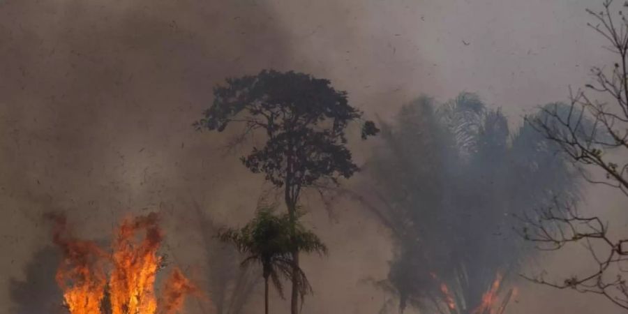 Ein Waldstück im Amazonas-Gebiet steht in Flammen. Foto: Fernando Souza/dpa