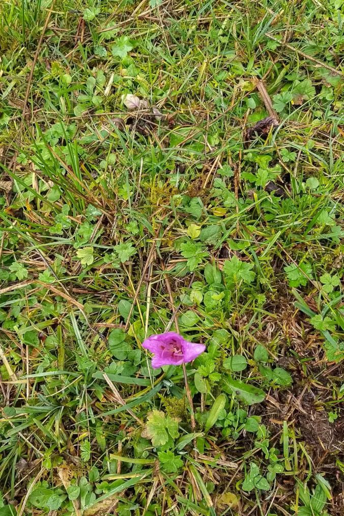 Blume