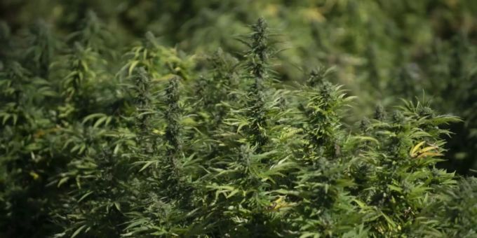 Cannabispflanzen Cannabispflanzen