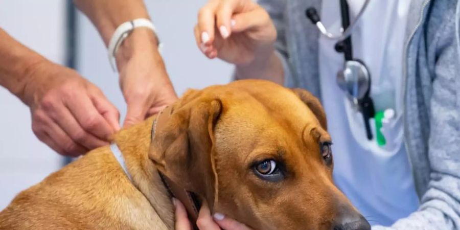 Bini, eine dreijährige Rhodesian Ridgeback Hündin, wird an der Kleintierklinik der Münchner Ludwig-Maximilians-Universität (LMU) während einer Adipositas-Sprechstunde untersucht und vermessen. Foto: Sven Hoppe/dpa