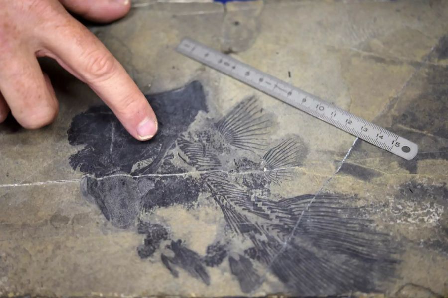 Forscher Fossilen