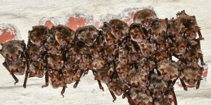 Kranke Fledermäuse meiden solche Fledermaus-Ansammlungen - ganz so, wie es Corona-Infizierten geraten wird (Symbolbild) Kranke Fledermäuse meiden solche Fledermaus-Ansammlungen - ganz so, wie es Corona-Infizierten geraten wird (Symbolbild)
