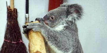 Erster Koala-Nachwuchs