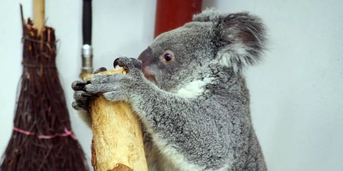 Erster Koala-Nachwuchs