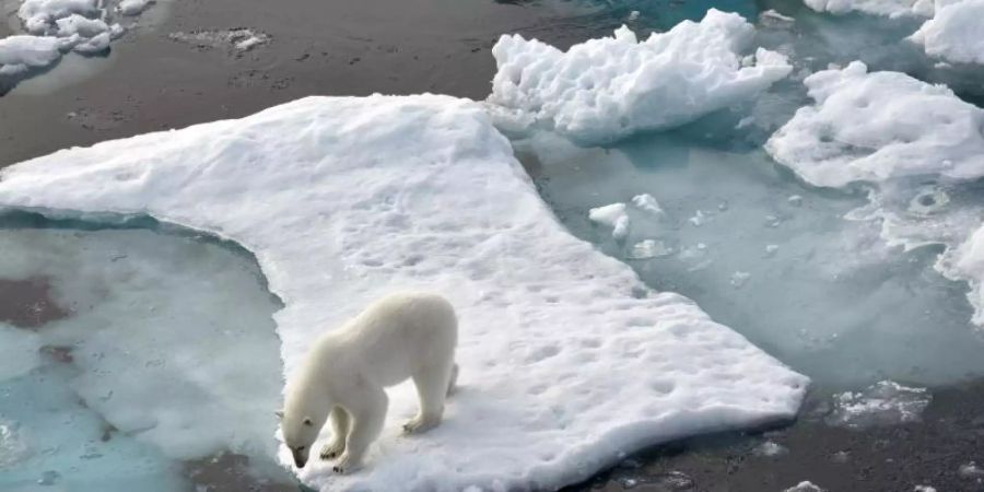 Ein Eisbär im Nordpolarmeer auf eine Eisscholle. Foto: Ulf Mauder/dpa