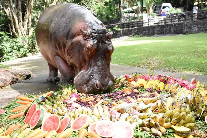Nilpferddame Mae Mali macht sich im Khao Kheow Open Zoo anlässlich ihres 55. Geburtstags über eine Torte aus Früchten und Gemüse her. Sie ist das älteste Exemplar ihrer Art in dem südostasiatischen Land und ein Besuchermagnet. hippo geburi