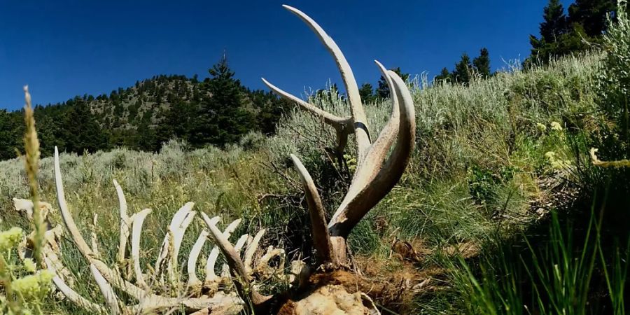 Überreste eines Wapitihirsches im Yellowstone-Nationalpark.