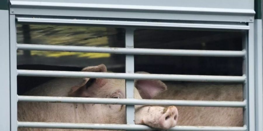 Schwein in einem Schlachttransporter