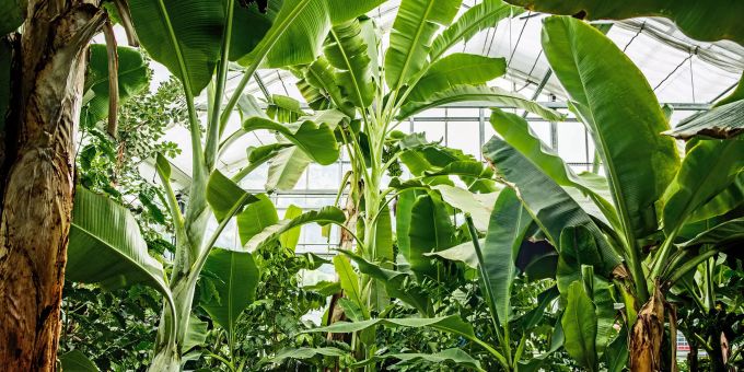 Ein Spaziergang unter Palmen, im Tropenhaus Frutigen kein Problem. Tropenhaus Frutigen BLS Ausflug