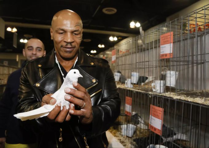 Mike Tyson mit einer Taube. Mike Tyson