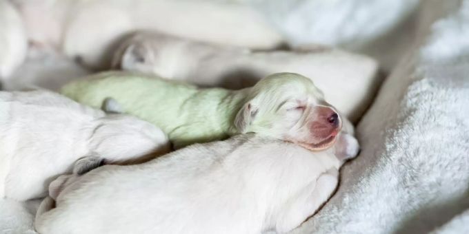 Der mintgrüne Golden-Retriever-Welpe «Mojito» schläft zwischen anderen Welpen. Hündin bringt grünen Welpen zur Welt