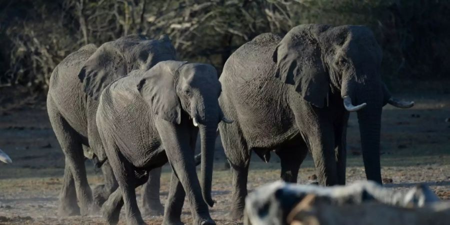 Wildtiere dürfen in Botsuana wieder gejagt werden