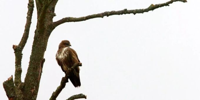 Mäusebussard - Zweiter Fall von Vogelgrippe in der Schweiz aufgetreten