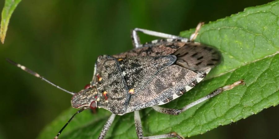 Die Marmorierte Baumwanze verursacht im Obstbau grosse Schäden.