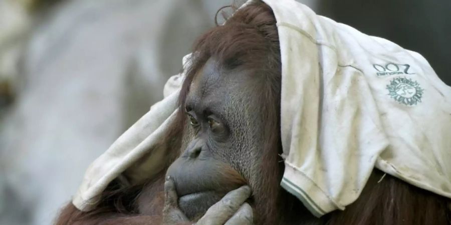 Orang-Utan-Dame Sandra