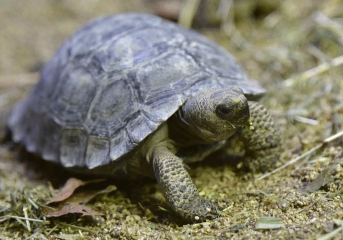 Schildkröte «Manuela» ist im Jahr 1982 spurlos verschwunden. (Symbolbild) Schildkröte Manuela