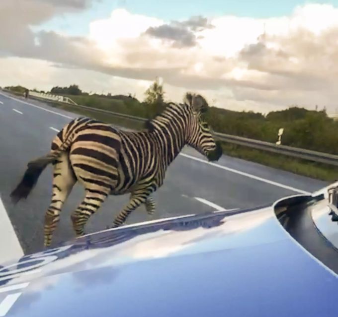 Das ausgebüxte Zebra steht auf der Autobahn A20 in Mecklenburg-Vorpommern (D) vor einem Polizeifahrzeug. Zebra