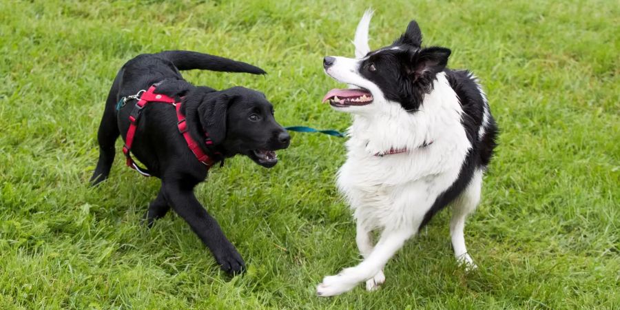 Hunde Australien