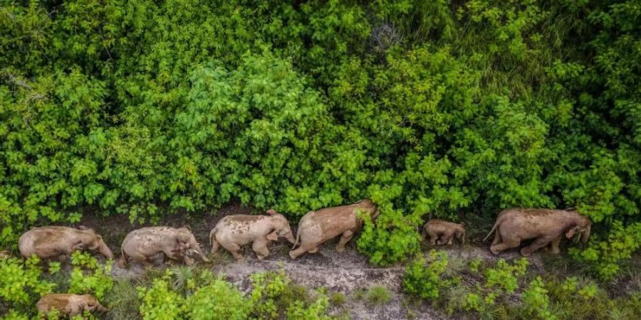 Eine Herde wilder Elefanten wanderte in China über Hunderte Kilometer durch teils besiedelte Gebiete. Foto: Hu Chao/XinHua/dpa