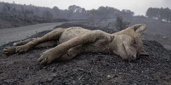 «Tiere verbrennen» - Mittelmeer-Brände bedrohen Bären, Schakale & Wölfe