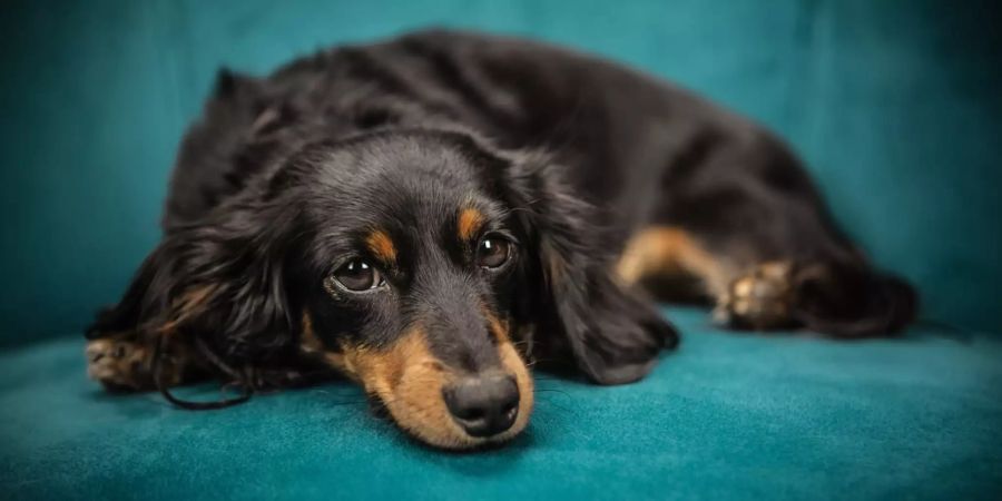 Hund auf Sofa