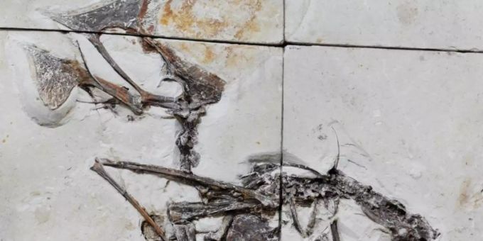 Das Fossil des Pterosauriers der Art Tupandactylus navigans. brasilien