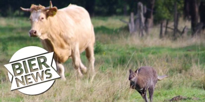 Deutsche staunen - Känguru liefert sich Wettrennen mit einer Kuh