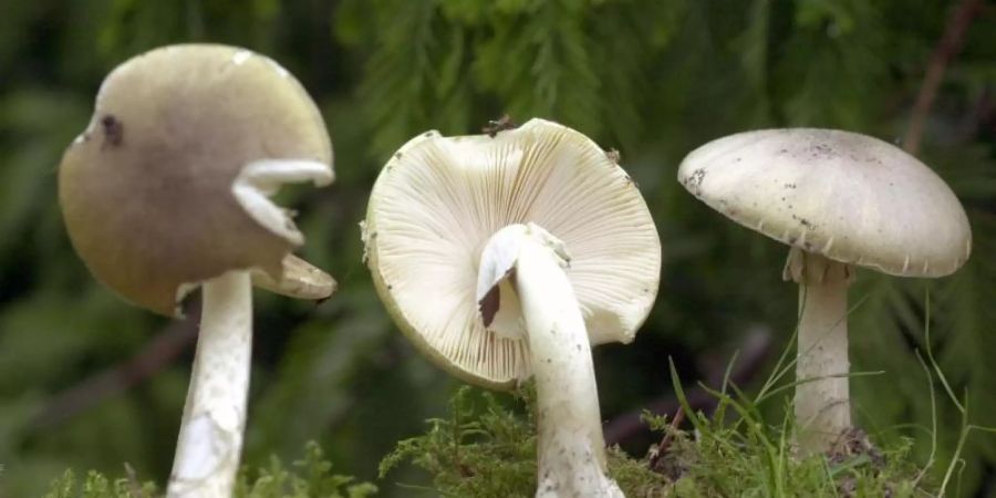Drei Exemplare des tödlich giftigen Grünen Knollenblätterpilzes. Foto: Bernd Wüstneck/Zentralbild/dpa