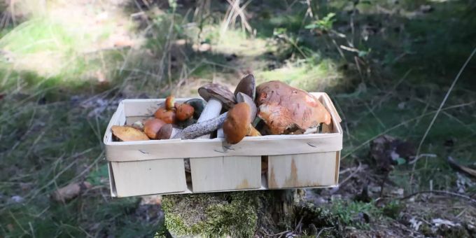 Ein Korb mit Waldpilzen steht auf einem Baumstamm. Pilze