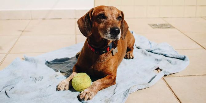 Hund auf Terrasse