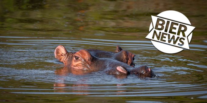 Ein Nilpferd schwimmt in einem Fluss. (Symbolbild) nilpferd