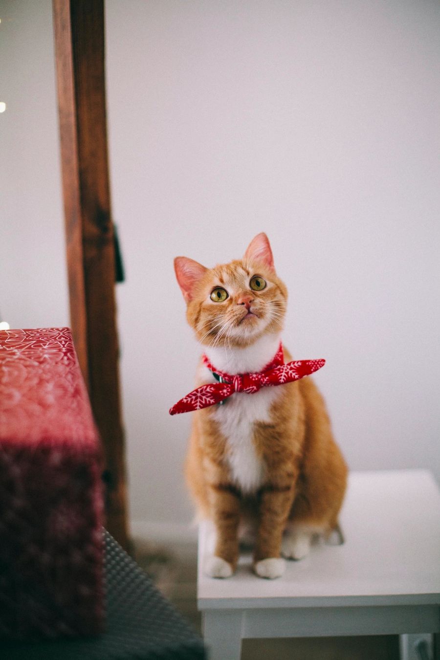 Katzen mit Halsband