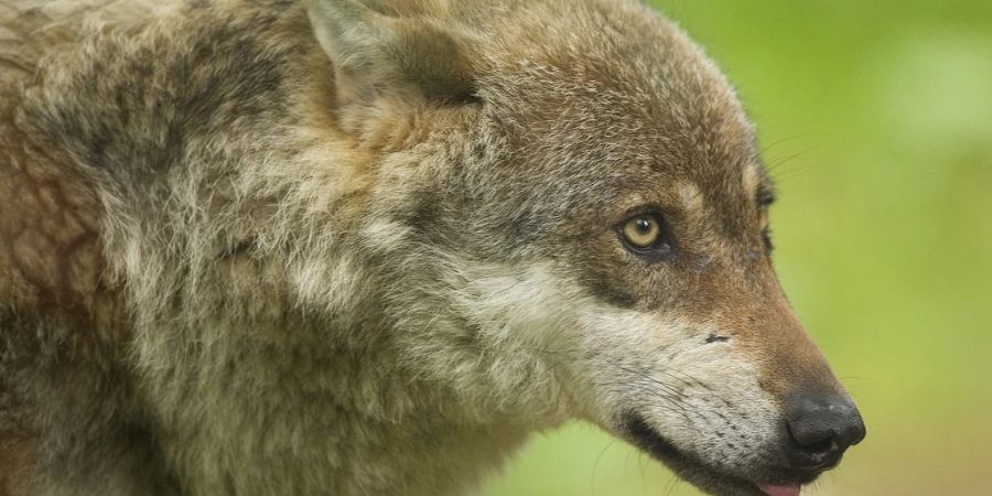 Die Waadtländer Wildhut hat im November fälschlicherweise den Leitwolf eines Rudels statt ein Jungtier geschossen. Im Bild ein Wolf in einem Zoo. (Archivbild)